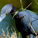 Little Blue Heron