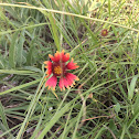 Blanket Flower