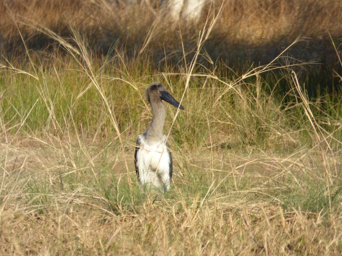 Black-necked Stork/Jabiru (juvenile)