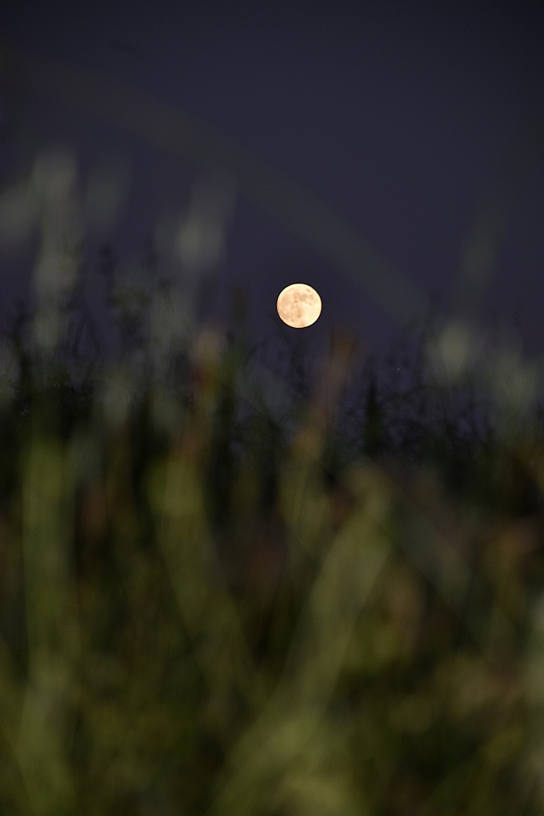 Moonlight di federicamanocchio