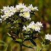 Virginia Mountain Mint