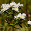 Virginia Mountain Mint