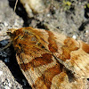 Burnet Companion Moth