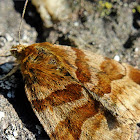 Burnet Companion Moth