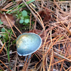 Verdigris Agaric