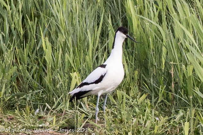 Avocet