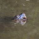 Common Snapping Turtle