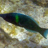 Bird Wrasse