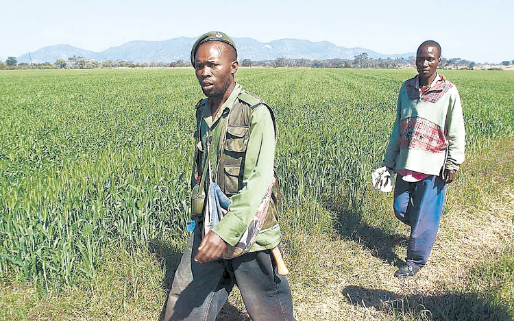 Ondersteuners van Robert Mugabe, destyds president van Zimbabwe, op pad na 'n plaasbesetting in die Glendale-distrik sowat 100 km noord van Harare in Julie 2000.