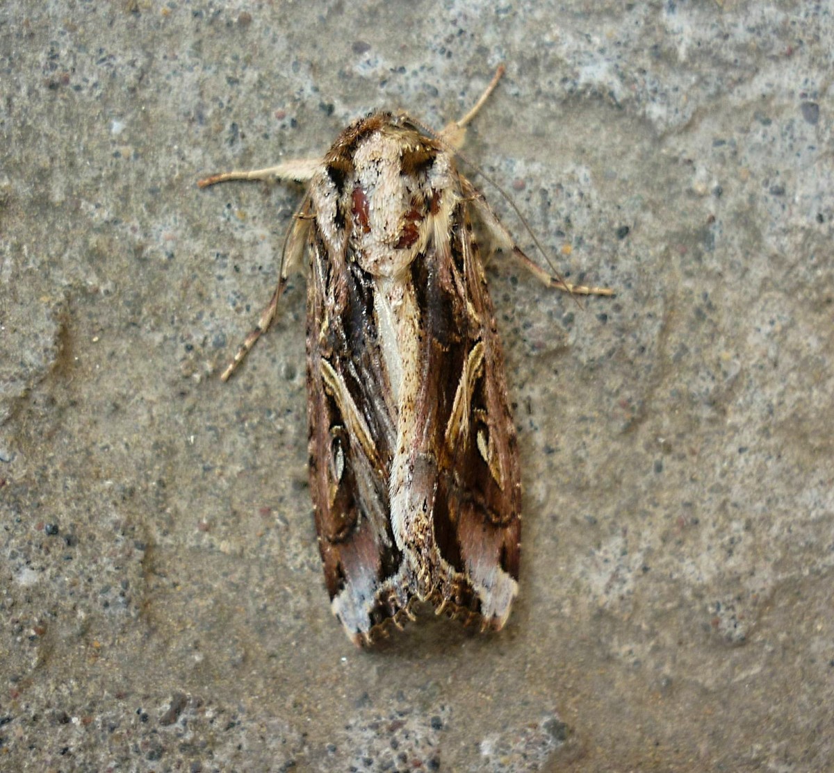 Yellow-Striped Armyworm Moth