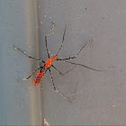 Milkweed Assassin Bug (Nymph)