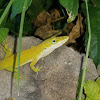 green anole