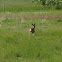 Rocky Mountain mule deer