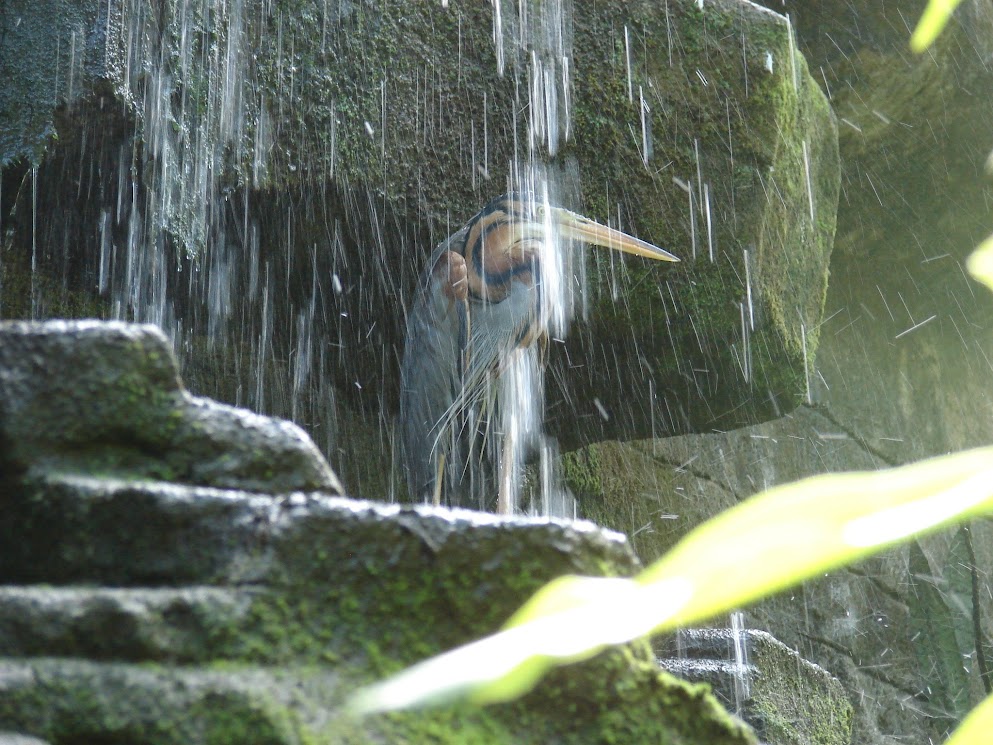 bali bird park