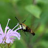 Snowberry Clearwing