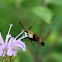 Snowberry Clearwing