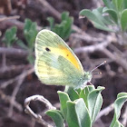 Dainty Sulphur