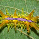 Stinging Nettle Slug Caterpillar