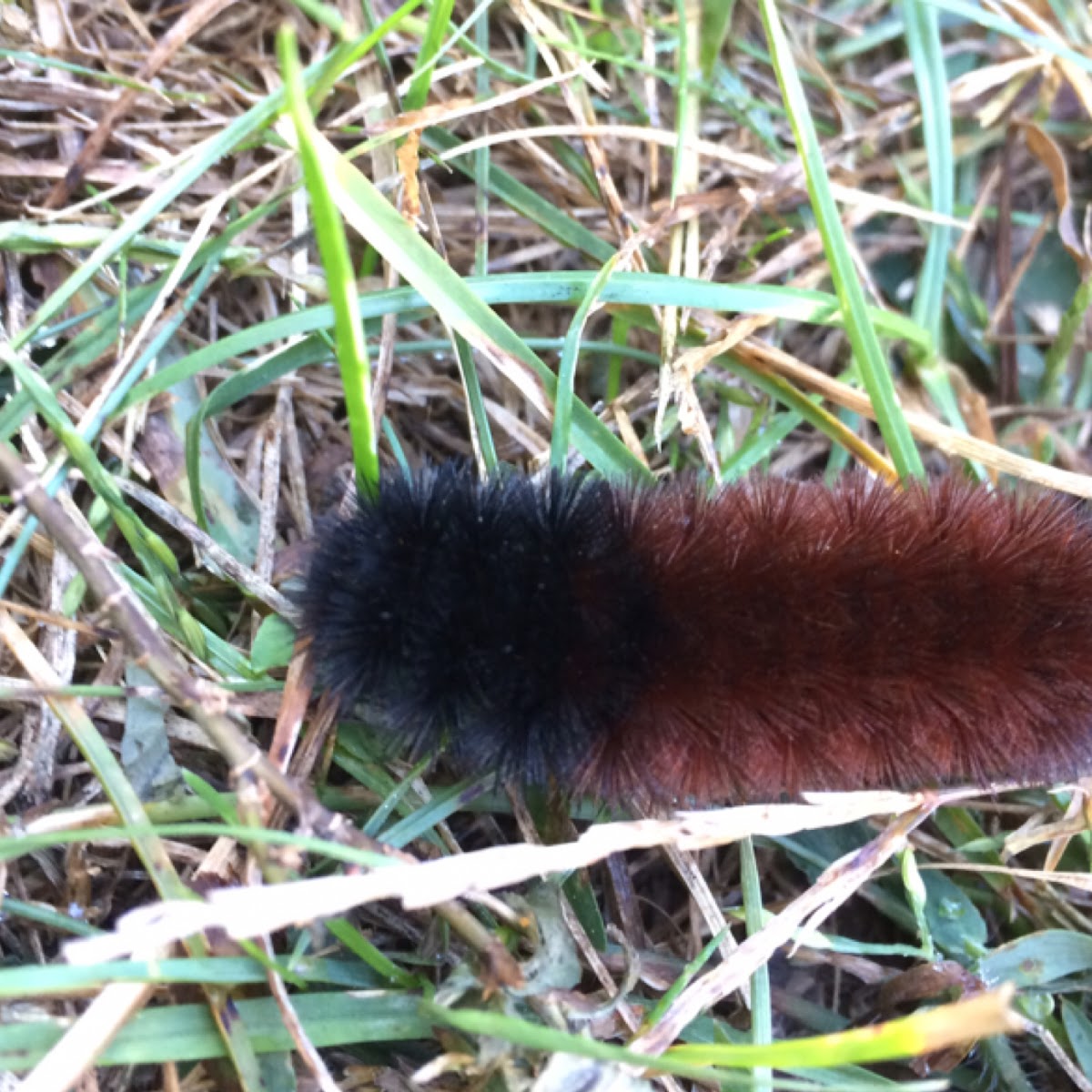 Isabella Tiger Moth