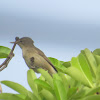 Blyth's Reed Warbler