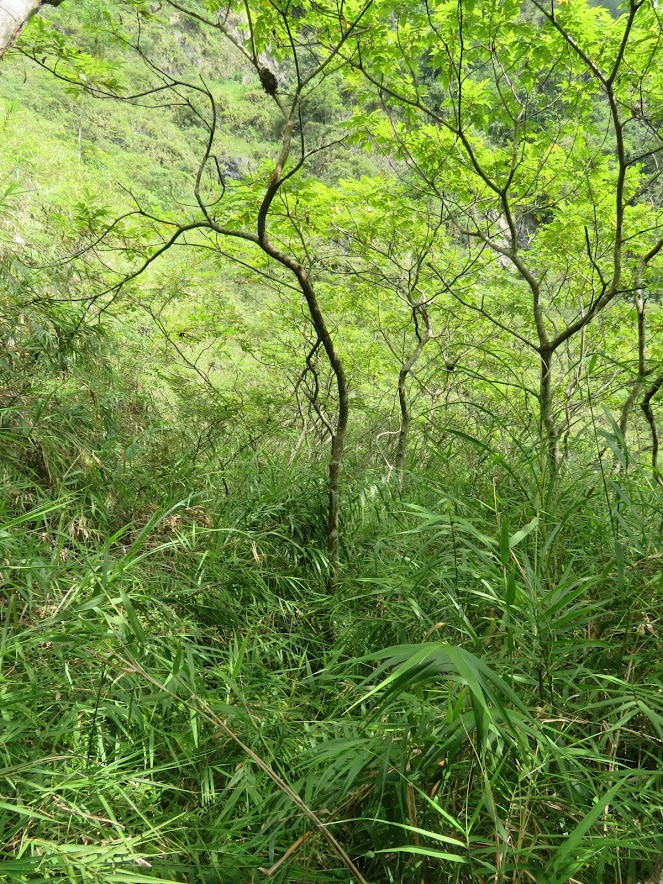 2018_花蓮～佐倉步道 走 沙婆噹山*