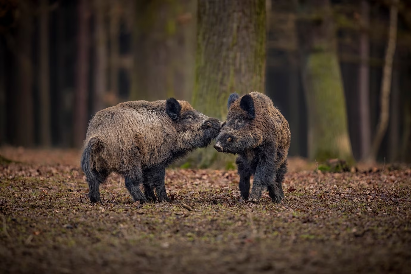 Porc mistreț - comportament social