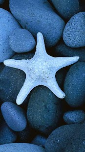 How to download Starfish Live Wallpaper lastet apk for pc