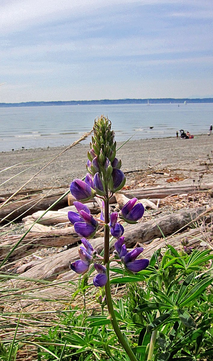 Streambank lupine