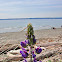 Streambank lupine