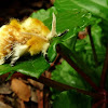 Southern flannel moth