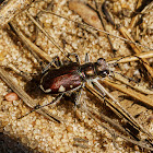 Festive Tiger Beetle