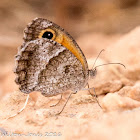 Southern Gatekeeper