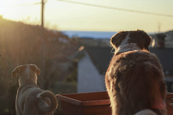 Whiskey e Simba di GioeleGnudi