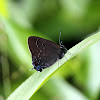 Banded Hairstreak