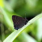 Banded Hairstreak