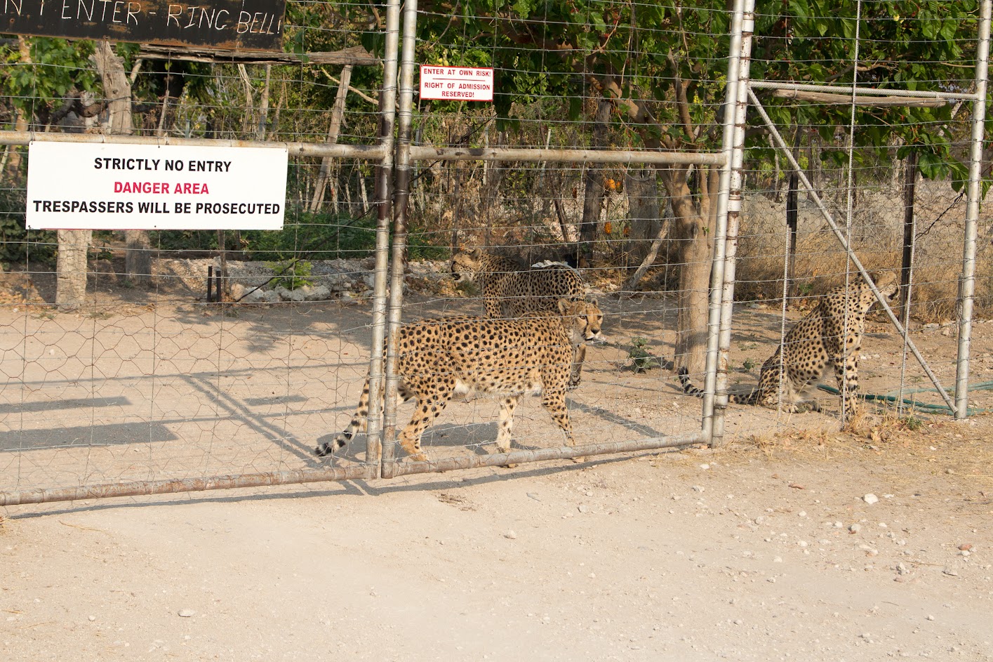 Ферма гепардов Otjitotongwe Cheetah park в Намибии