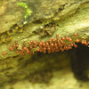 Slime Mold