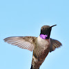 Black Chinned Humming Bird