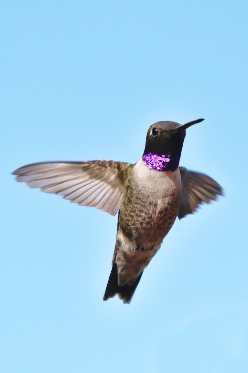 Black Chinned Humming Bird