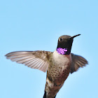 Black Chinned Humming Bird