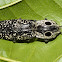 Eyed Click Beetle