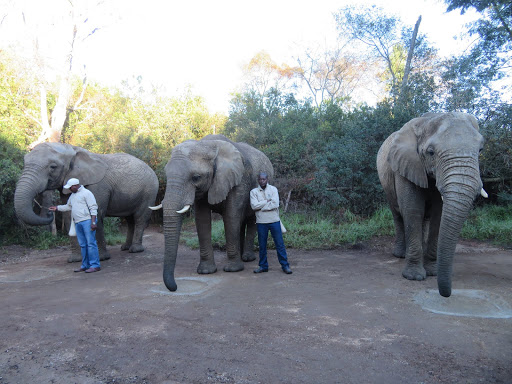 Elephants Rescue & Refuge South Africa 2017