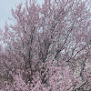 Cherry Tree