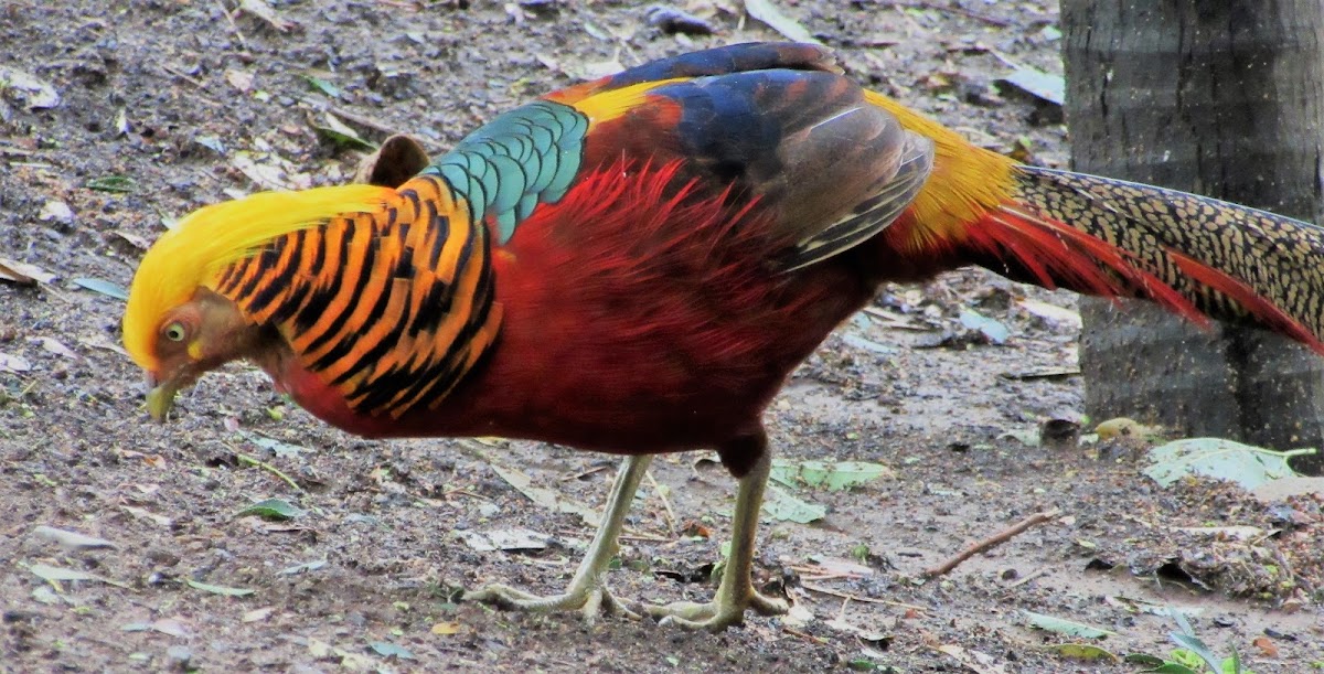 Golden Pheasant