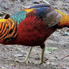 Golden Pheasant