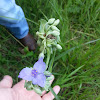 Virginia Spiderwort