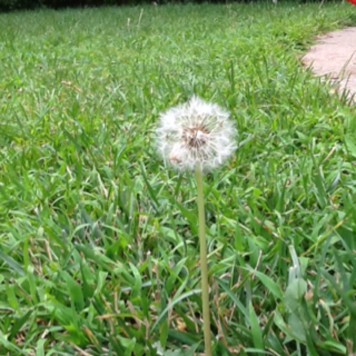 Dandelion