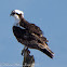 Osprey; Aguila Pescadora