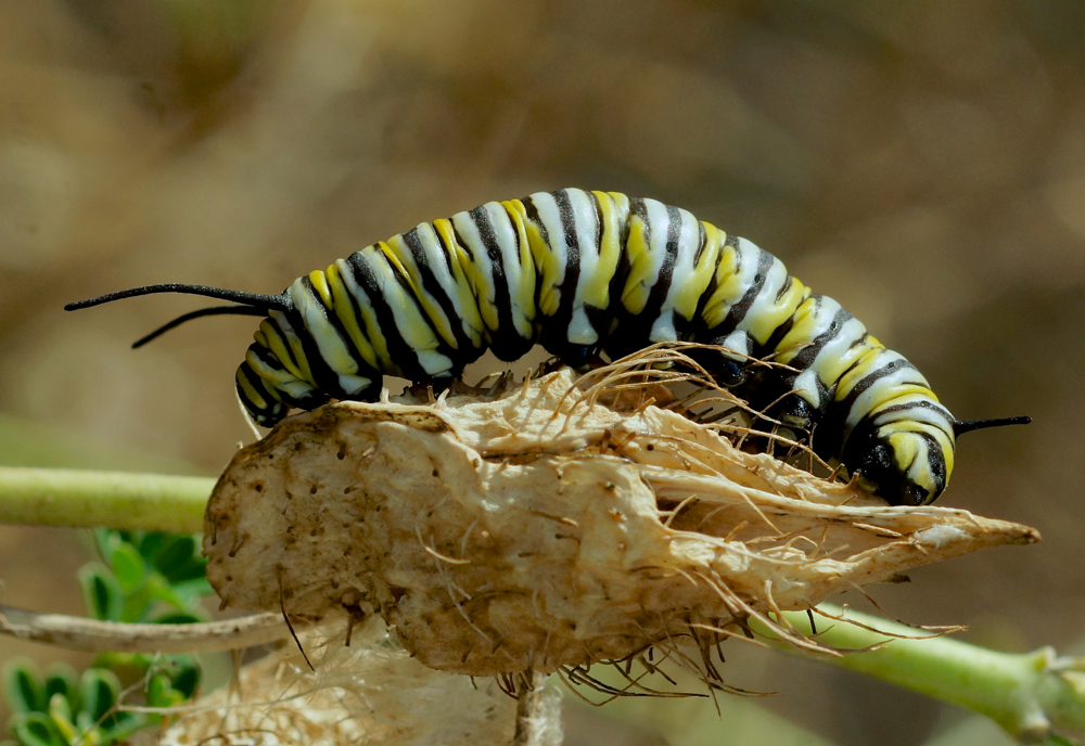 Monarch caterpillar