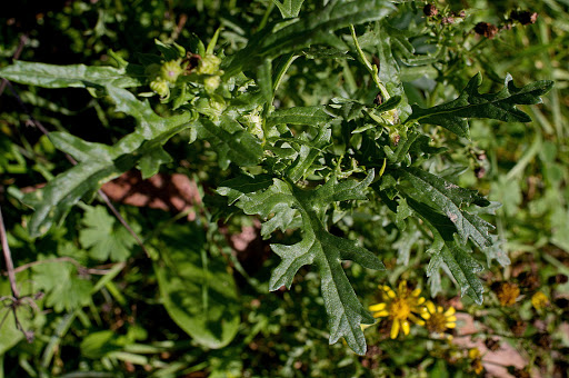 Senecio jacobaea